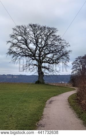 Naked Tree In A Park At Skanderborg, Denmark