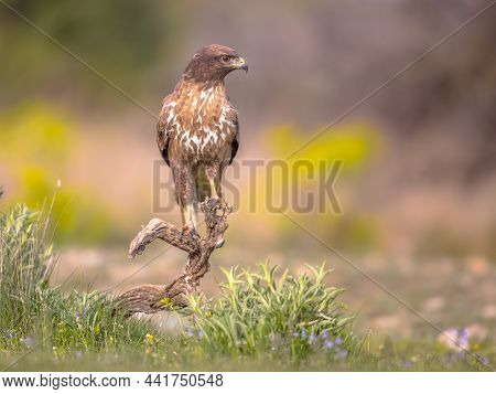 Common European Buzzard (buteo Buteo) Raptor Bird Perched On Lookout And Looking For Prey In Spanish