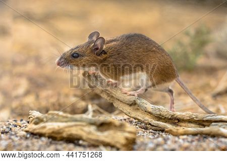Yellow-necked Mouse (apodemus Flavicollis) Walking On Log And Looking At Camera In Natural Sandy Hab