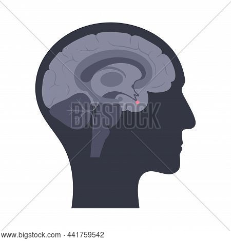 Pituitary Gland Anatomy. Human Endocrine System, Brain And Hypothalamus Concept. Connection Of The I
