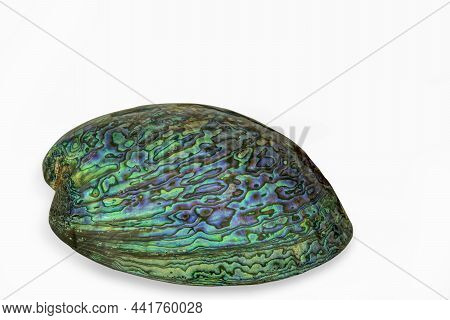Paua Shell On A White Background . Paua Is Maori For Abalone