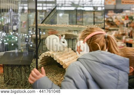 Rabbits For Sale Behind The Glass Showcase In A Pet Store And A Boy