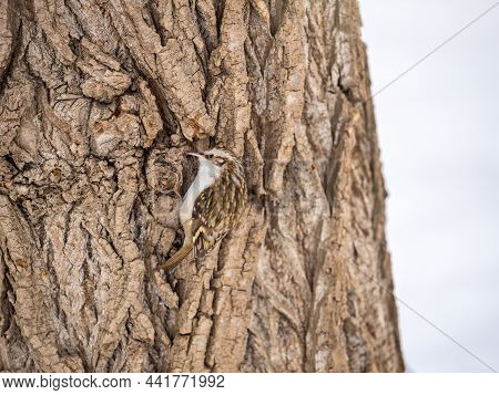 Little Bird Eurasian Treecreeper Crawling On A Tree In Winter. Nature Background. Bird: Short Toed T