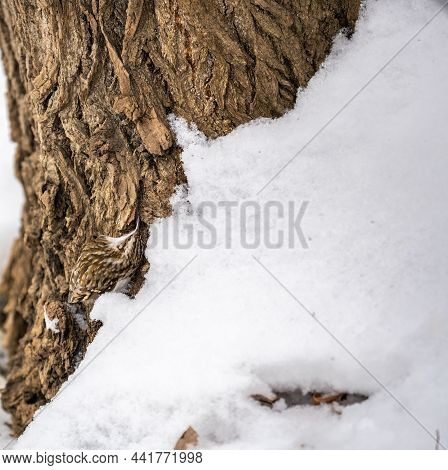 Little Bird Eurasian Treecreeper Crawling On A Tree In Winter. Nature Background. Bird: Short Toed T