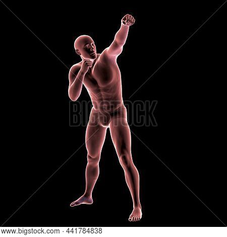 Anatomy Of Boxing Sport, 3D Illustration