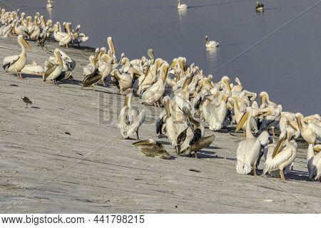 View Of An Artificial Pond With Pelicans Resting During The Winter Migration. Israel