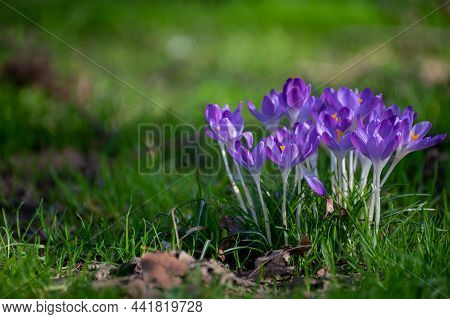 First Spring Flowers, Blossom Of Purple Crocusses