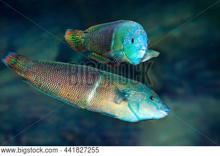 Halichoeres Wrasses. Tropical Multicolored Fishes Swimming In Marine Aquarium