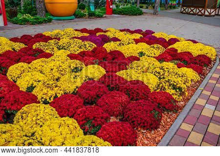 Flowerbed With Chrysanthemums Growing In A Checkerboard Pattern In Gorky Central Park For Culture An