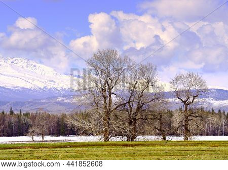 Kurai Steppe In Spring. Bare Trees In The Middle Of Snow Drifts And Dry Grass, Snow-capped Peaks Of 
