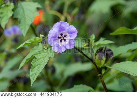 Apple Of Peru (nicandra Physalodes) Flower