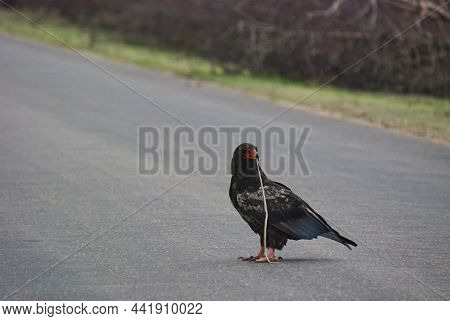 Bateleur Eagle, Terathopius Ecaudatus, Sitting On The Road And Feeding On A Dead Snake.