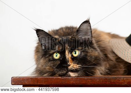 A Dark Tortoise-colored Maincoon Cat Under A Hat With An Expressive Look Lies On A Red Table Indoors