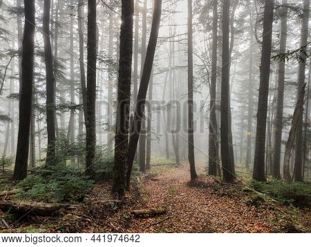 An Early Morning Mist In A Autumn Conifer Forest With A Narrow Footpath Going Strewn With Fallen Lea