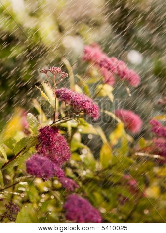 ดอกไม้ Sprayed Drencher