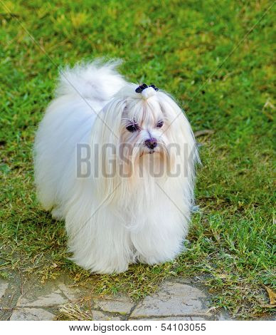Maltese Dog
