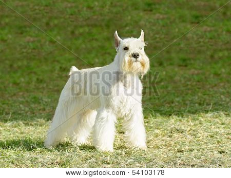 Miniature Schnauzer