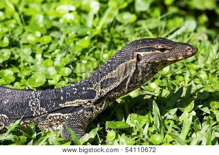 Monitor Lizard, Thailand.