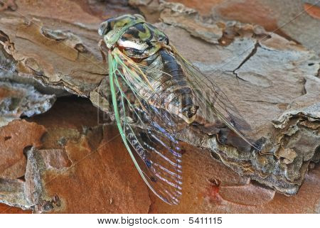 Cicala (hemiptera Auchenorrinchi)