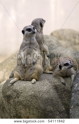 Family of meerkats