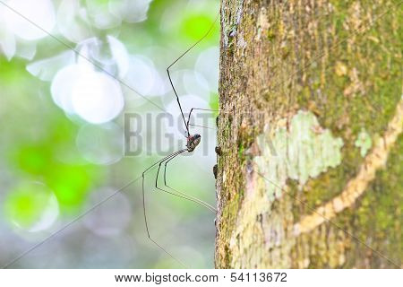 Harvestman Spider Or Daddy Longlegs