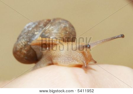 Snail