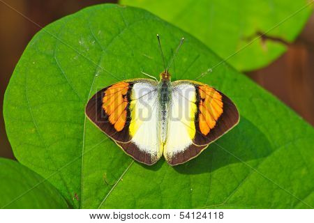 Butterfly On Leaf