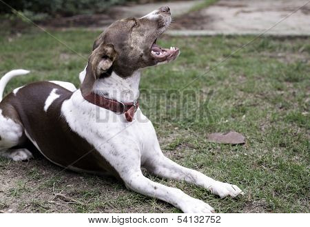 Dog