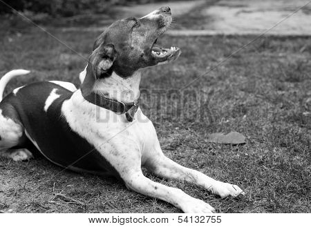 Dog