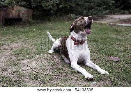 Dog