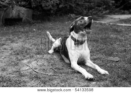 Dog