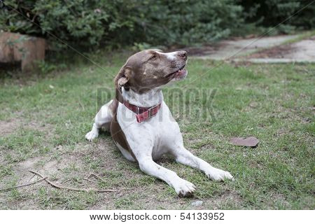 Dog