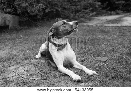 Dog