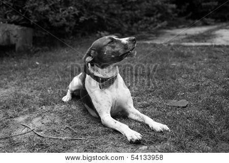 Dog