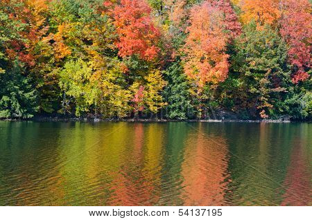 Forest Lake