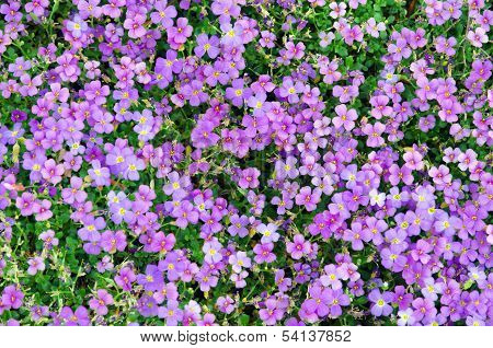 Viola Calcarata
