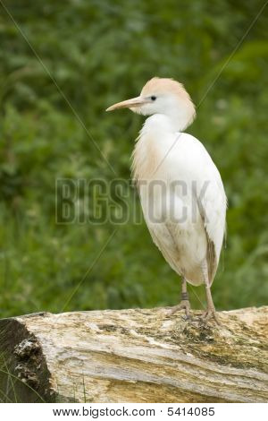 Cattle Egret