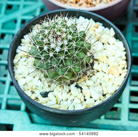 Cactus