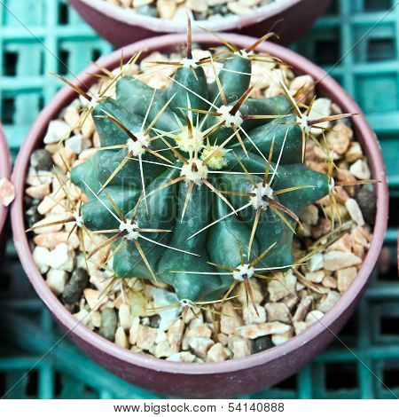 Cactus