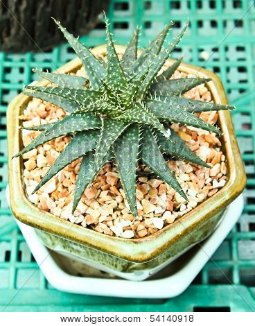 Cactus