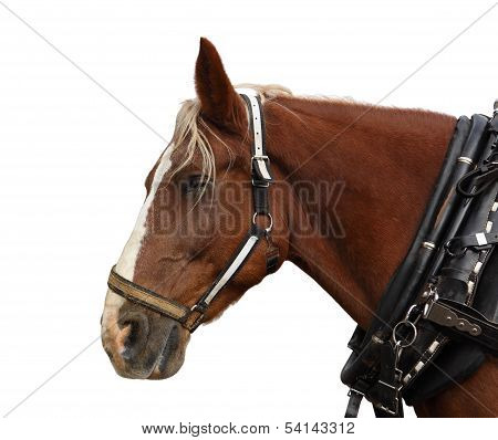 Horse Head