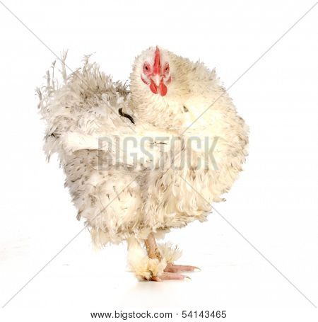chicken - frizzle chicken looking at viewer isolated on white background