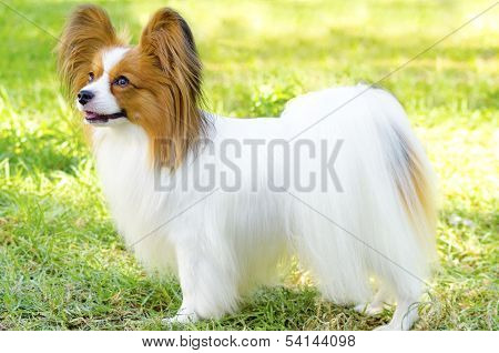 Papillon Dog