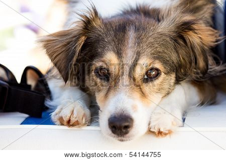 Dog Is Sleeping On A Summer Day