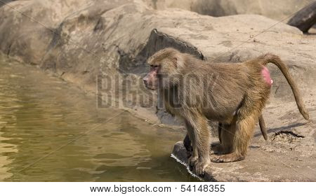 Monkey on the water