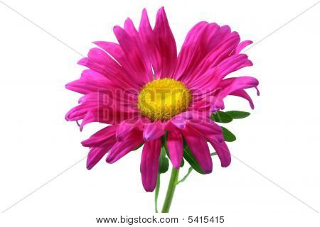 Aster blomst isoleret på hvid