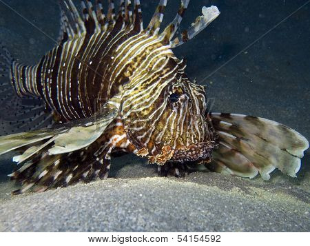Red Sea Underwater