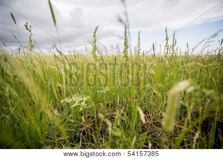 Teff Field