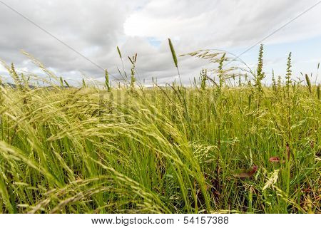 Teff Field