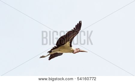 Marabou Stork In Flight